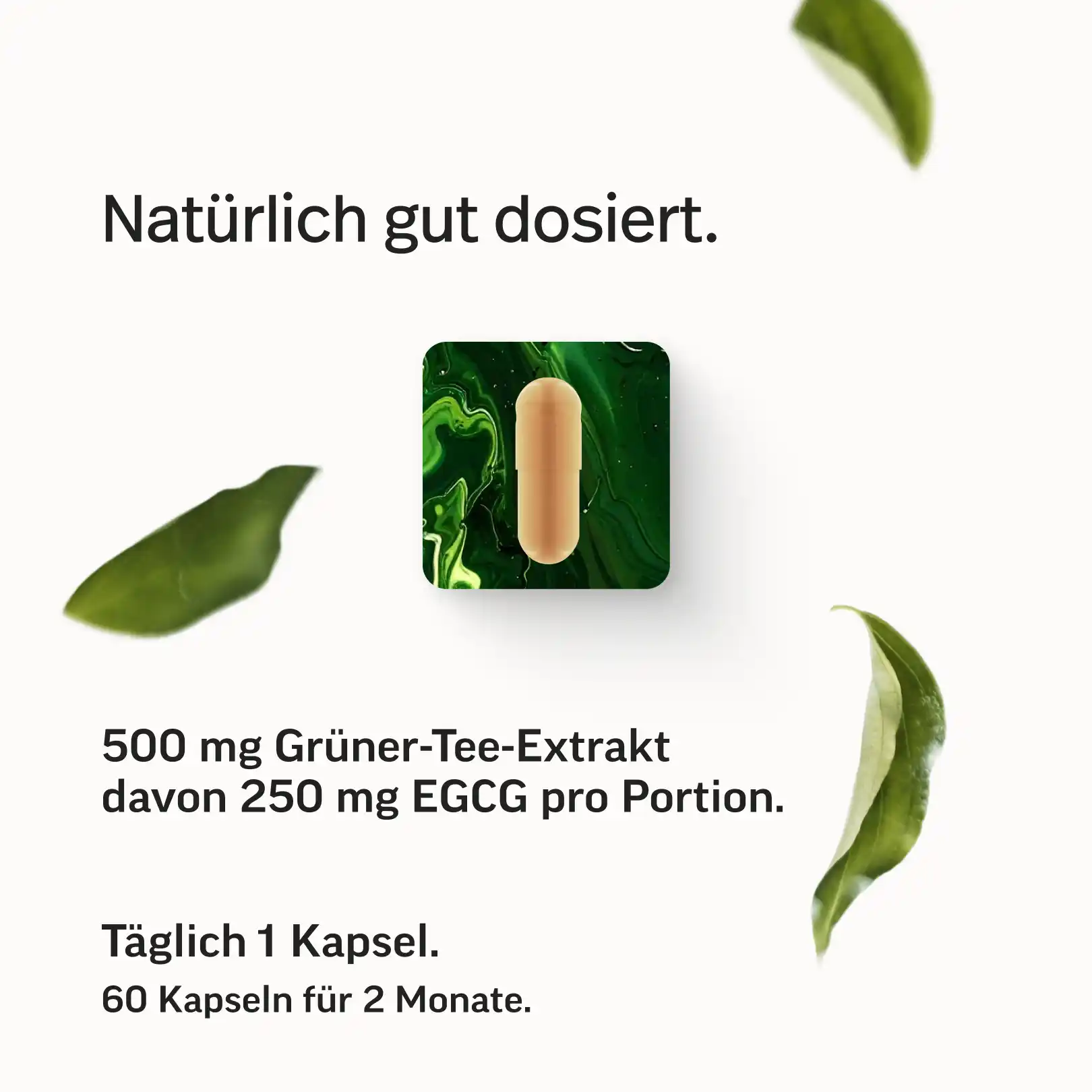 Grüntee-Extrakt Kapseln mit 50 % EGCG - Image 6